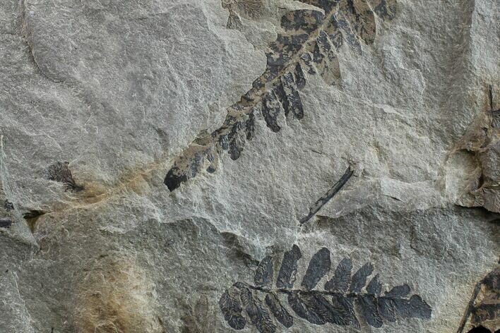 Pennsylvanian Fossil Fern (Neuropteris) Plate - Kentucky #154668